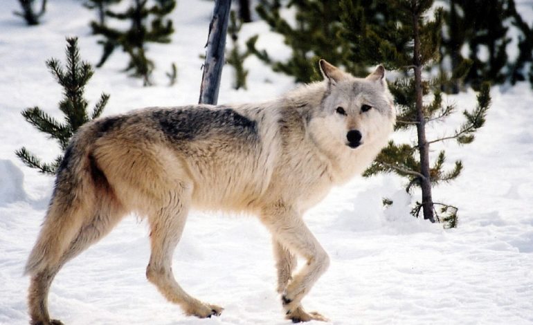 La Norvegia vuole aprire la caccia al lupo