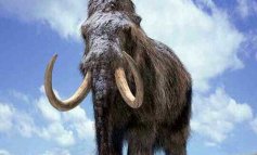 L'esame del Dna spiega l'estinzione dei mammut lanosi
