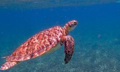 Il 90% degli uccelli marini e il 50% delle tartarughe ha ingerito plastica