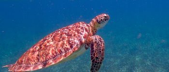 Il 90% degli uccelli marini e il 50% delle tartarughe ha ingerito plastica