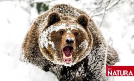 L’orso affamato del Bayerisher / VIDEO