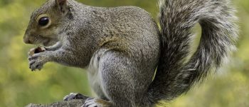 Trappole a base di Nutella per catturare gli scoiattoli grigi​