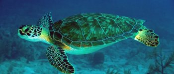 Morta la tartaruga Omsin: aveva mangiato le monete lanciate dai turisti