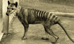 La Tigre della Tasmania potrebbe non essere estinta: avvistamenti in Australia