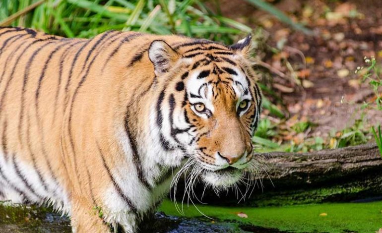 Per la prima volta sono stati avvistati cuccioli di tigre indocinese