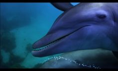 Video esclusivo: pesce palla droga il delfino