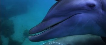 Video esclusivo: pesce palla droga il delfino
