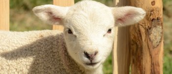 Pasqua sempre più veg: dimezzata la richiesta di agnelli e capretti
