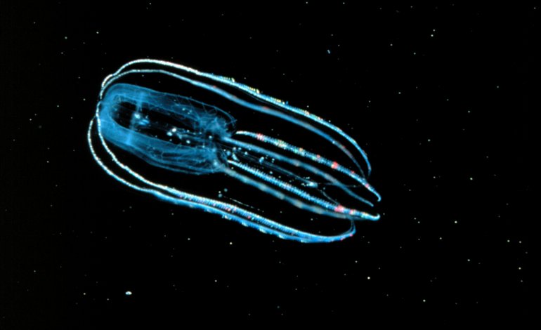 Bioluminescenza, tre animali marini su quattro emettono luce propria