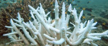 Coral bleaching: danneggiati due terzi dei reef australiani ​