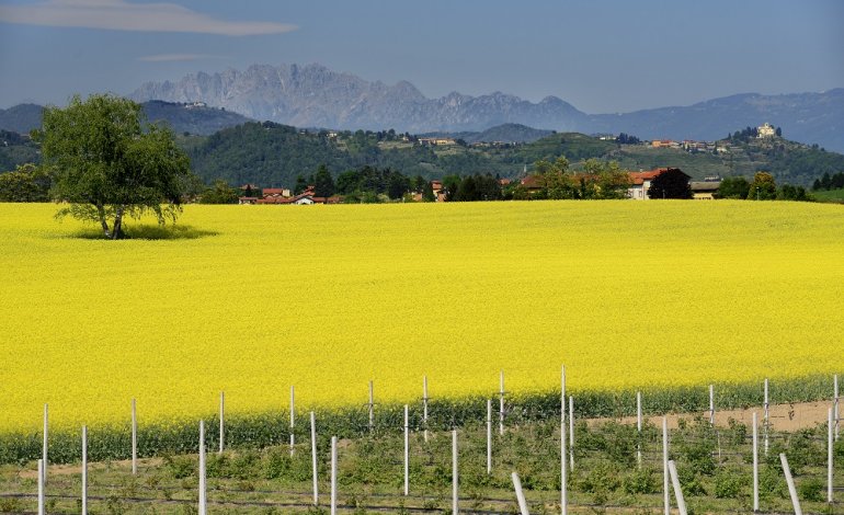 Vista su Montevecchia e il Monte Resegone dall’alta Brianza con colza in fiore