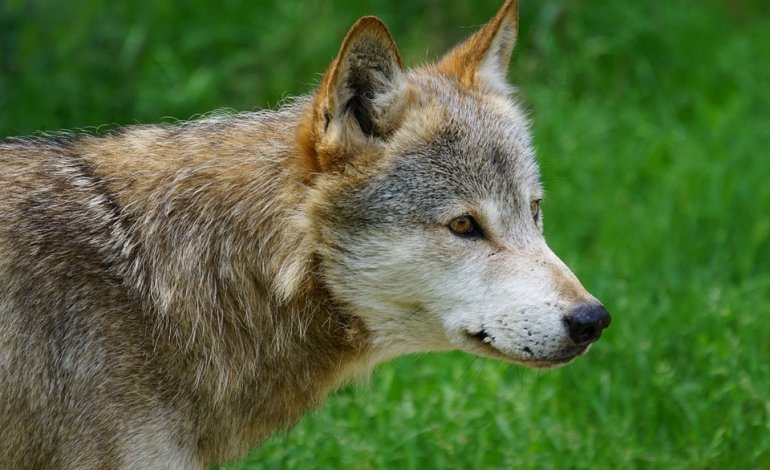 Orrore in Toscana: lupo scuoiato e appeso a un palo