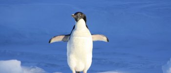I pinguini sono minacciati dalla produzione di mangimi