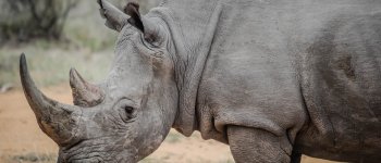 Il Sud Africa legalizza il commercio di corni di rinoceronte