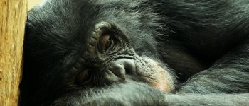 La scimpanzé Cecilia è libera: è un essere senziente, no alla gabbia​