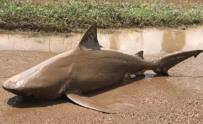 Uno squalo è stato trovato in mezzo ad una strada in Australia ​
