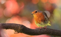 Gli uccelli producono suoni più brevi in risposta all’inquinamento acustico