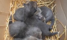 Cinque cuccioli di volpe trovati abbandonati tra i rifiuti