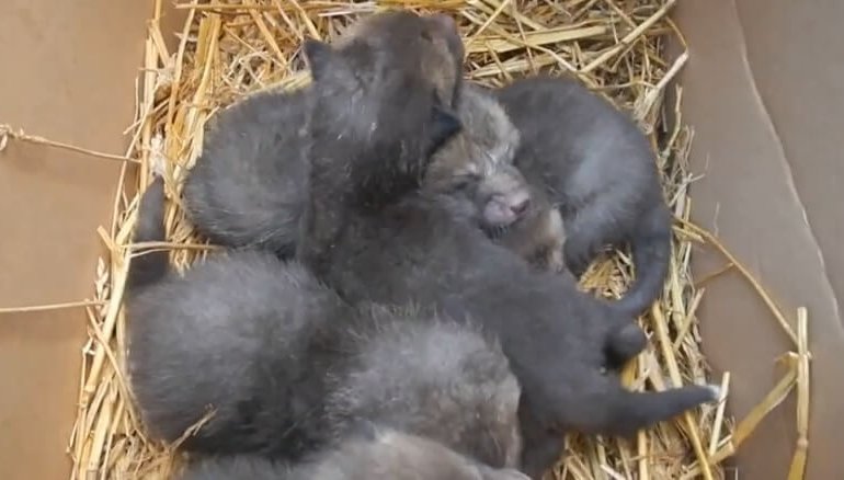 Cinque cuccioli di volpe trovati abbandonati tra i rifiuti