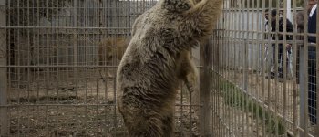 Lula e Simba sono salvi: liberati dallo zoo di Mosul