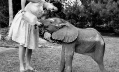 Daphne Sheldrick e la cura degli elefanti orfani