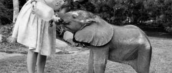 Daphne Sheldrick e la cura degli elefanti orfani