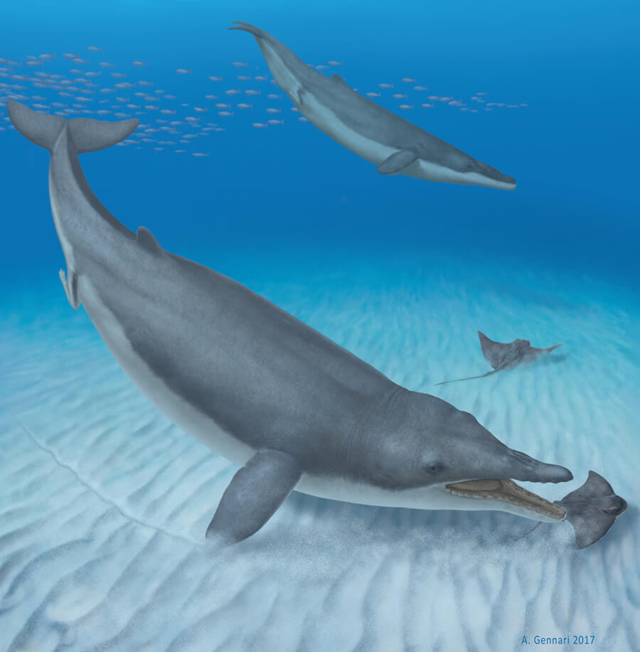 Quando Le Balene Avevano Le Zampe Documentario
