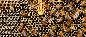 Conoscere le api per proteggerle: gli appuntamenti per le famiglie