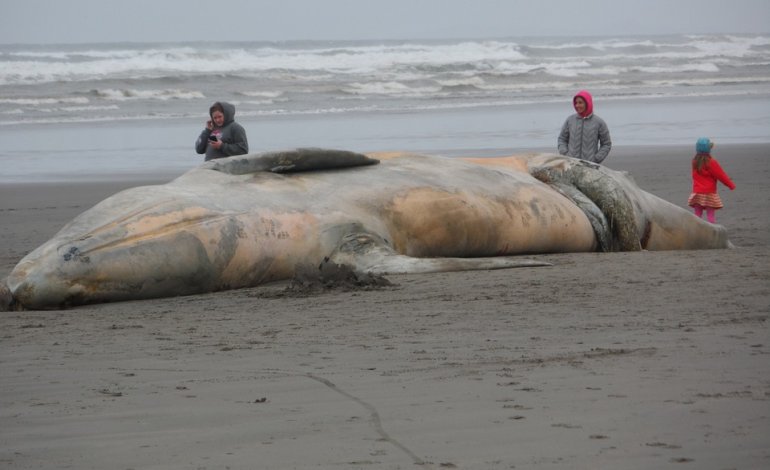 Tre balene trovate spiaggiate nel giro di poche ore