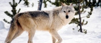 Dopo 200 anni i lupi tornano in Danimarca