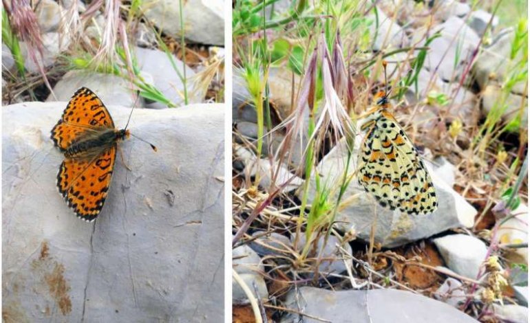 Nuova farfalla scoperta in Israele: è la prima dopo 109 anni​
