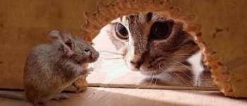 La traccia odorosa del gatto terrorizza i topi