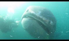 Il sorprendente incontro tra lo squalo bocca grande e il sub che lo libera da una rete