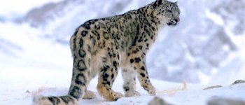 Scoperte tre sottospecie di leopardo delle nevi