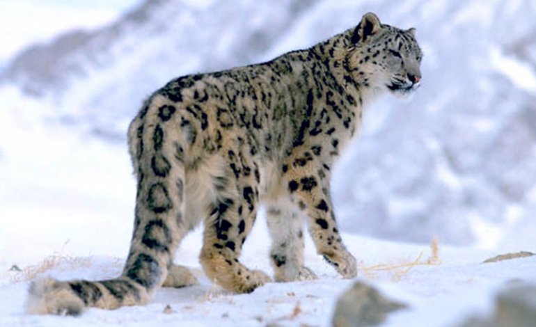 Scoperte tre sottospecie di leopardo delle nevi