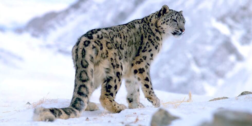 Scoperte tre sottospecie di leopardo delle nevi - La Rivista della Natura