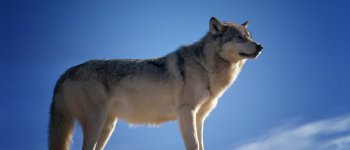 Così il lupo ha modificato e ridato vita al Parco di Yellowstone