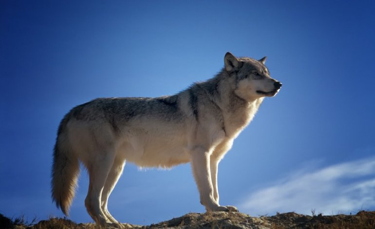Così il lupo ha modificato e ridato vita al Parco di Yellowstone