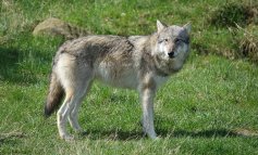 La Toscana vuole abbattere 500 lupi