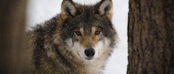 Caccia a M75, il lupo che viene dall'Italia e che già ha ucciso oltre 50 ovini