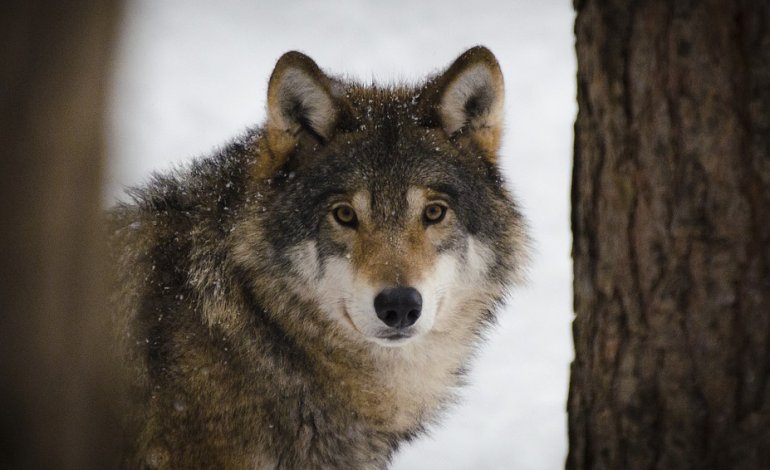 Caccia a M75, il lupo che viene dall’Italia e che già ha ucciso oltre 50 ovini