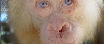 Salvato un rarissimo esemplare di orangotango albino