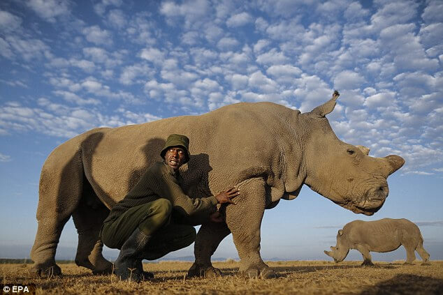 L’ultimo rinoceronte bianco cerca la sua partner su Tinder