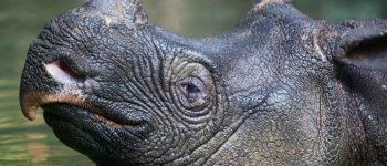 Non solo bracconaggio: tsunami e vulcani minacciano il rinoceronte di Giava