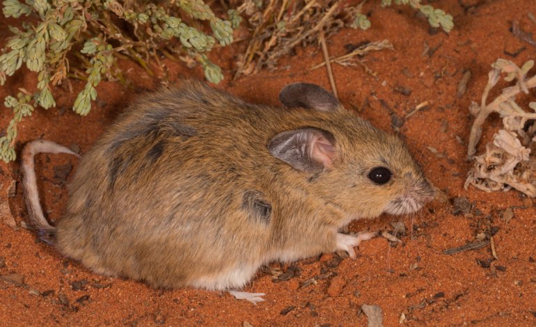 Finito per caso nella riserva protetta, il topo australiano delle pianure torna a vivere
