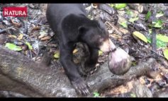 Un rifugio per gli orsi del Borneo