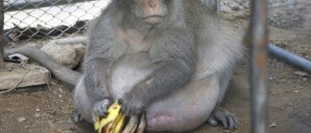 Uncle Fat è a dieta: il macaco mangiava gli snack dei visitatori