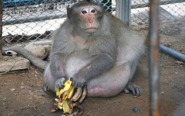 Uncle Fat è a dieta: il macaco mangiava gli snack dei visitatori