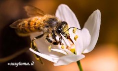 Le api italiane sono in pericolo