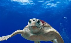 L'estate delle Caretta caretta: scoperto il primo nido e salvate tre tartarughe della plastica
